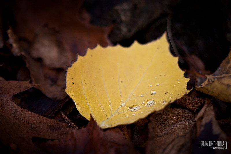 20111030-IMG_6480
